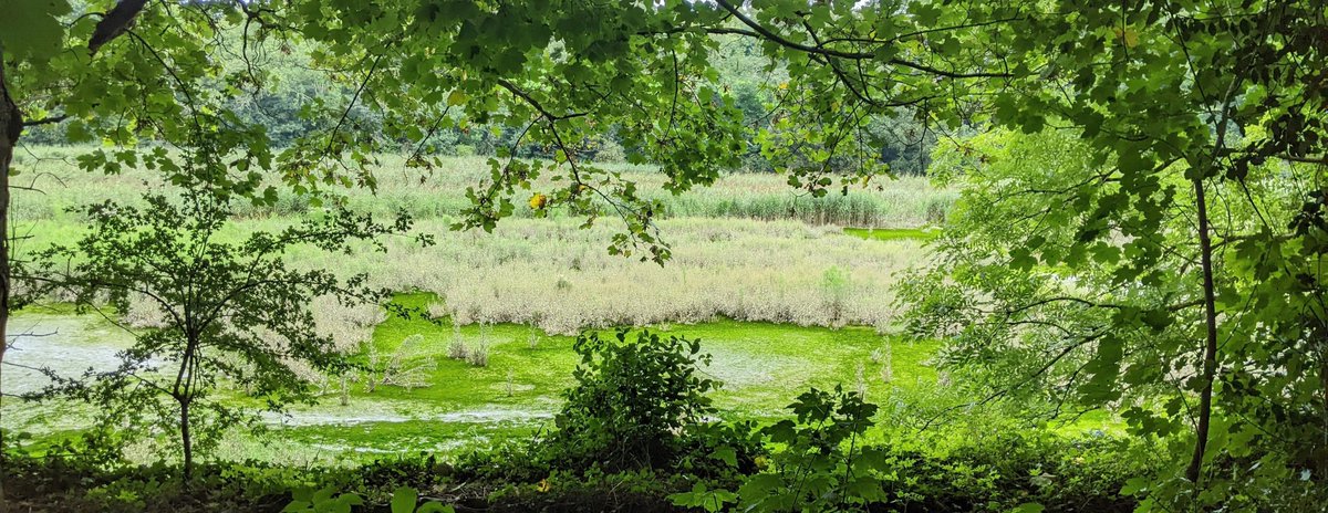 Wetland set free - in the C19th the Tamar at @CoteheleNT was narrowed by draining reed beds to form wet pasture so there would be a deeper, narrower passage, for larger boats. In 2021, the National Trust began restoring this pasture to reed beds for wildlife. #WetlandsWednesday