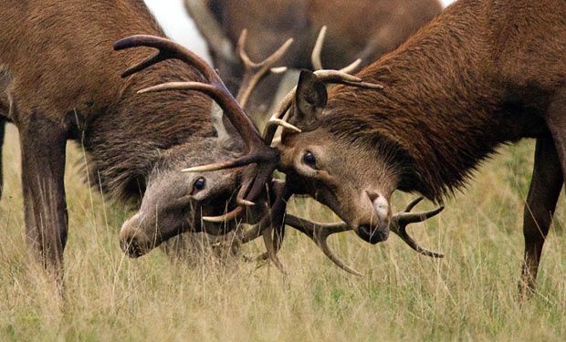 Men &amp; Status: The Biological Evolution of Status 
buff.ly/3B6ITlG