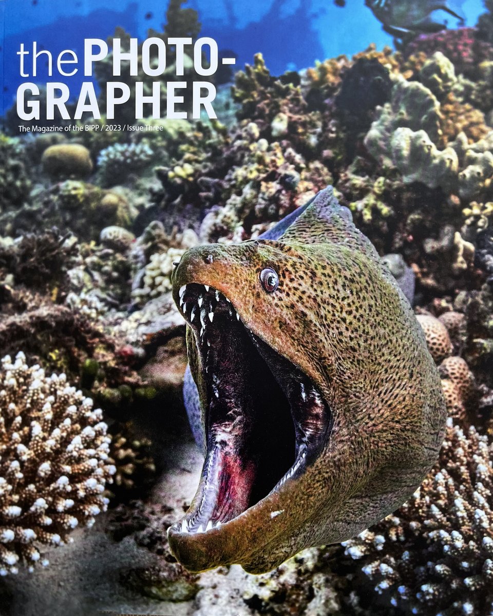PaulIvesPhoto's tweet photo. paulaives
Who knew that joining one of Paul Duxfield’s North and Easy Liveaboard trips would end up with a cover image for this months edition of The Photographer Magazine.

 @thebipp  #underwaterphotography #ProfessionalPhotography  #scubadiving  @VividSync https://t.co/DRPxWzp4vH