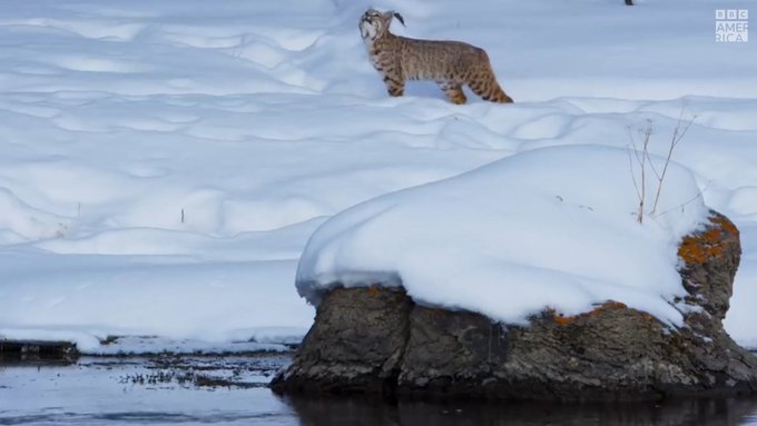Surviving winter in the mountains takes tenacity, and bobcats have just that. While the rivers are flush<a href="/tag/planetearth3"class="tags"><span>#planetearth3</span></a>