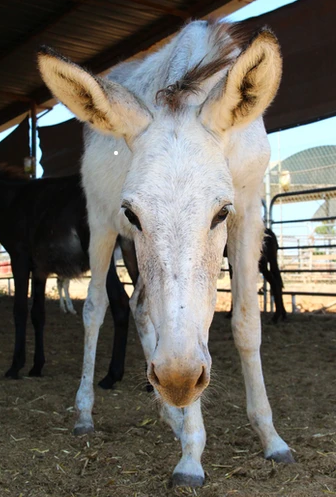 Hi, I'm Nicki. I was brutally abused by children, who beat me w sticks &amp; chairs until my intestines came out &amp; I collapsed. Fortunately, @StartingOver #FarmSancuary saved me &amp; I now live a peaceful life. Please virtually adopt me @
startingover.org.il/nicki