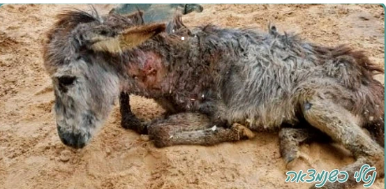 @StartingOver #FarmSanctuary tweet media