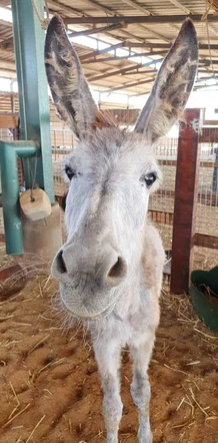 Hi, I'm Natalie. Below is what I looked like before @StartingOver saved me when I was abused by children and dragged around a field &amp; after when <a href="/StartingAfter/">StartingAfter</a> provided me w proper love &amp; care. Please virtually adopt me @ startingover.org.il/copy-of-haya