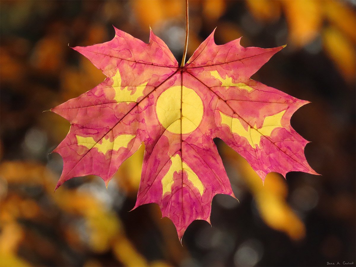 bettadazed's tweet photo. #bats #maple #autumn #leafart #spookymonth #halloween #moon #leafdrawing #fall Marker on a Norway maple leaf https://t.co/S1mDf1vDQT