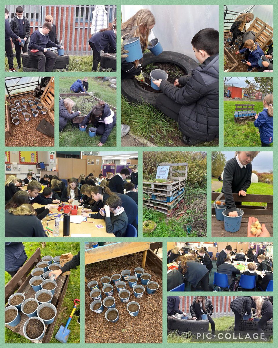 BlacklandsPS's tweet image. Primary 6 &amp;amp; 7 teamed up today to begin planting their bulbs for the @EdinaTrust bulb project! @Professor_Plant , we have attached some pictures of our planting day 😀 #bulbbuddies #plantingday @NAC_STEM