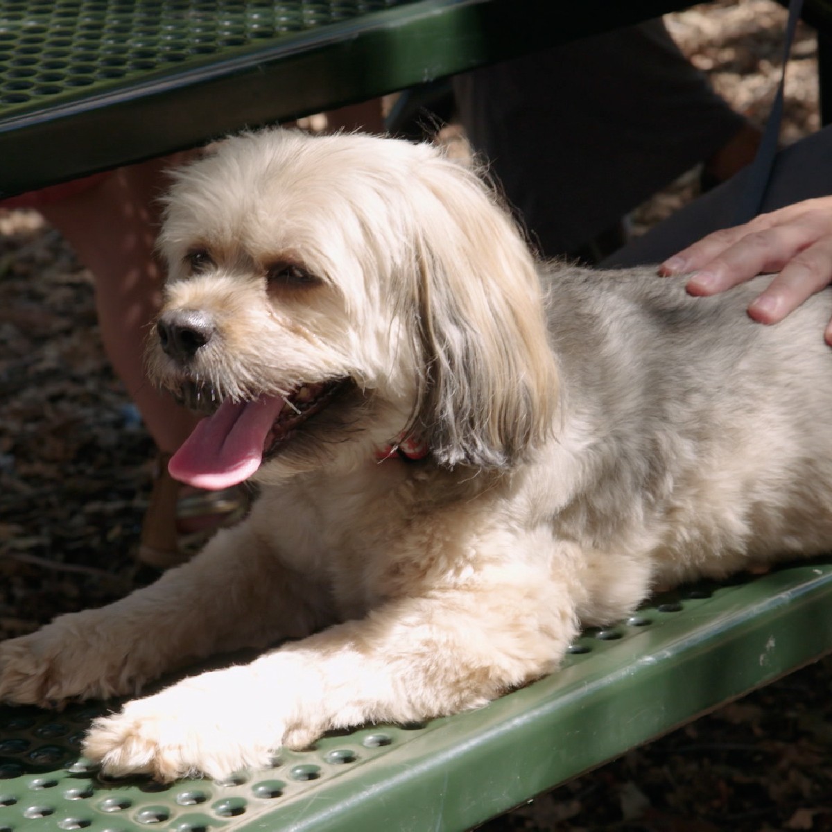 Who remembers our fluffy friend Stark? 🐾 Brandon is catching up with Stark this weekend on #LuckyDogReunions, so tune in to see what this adorable Lhasa Apso has been up to! 🐶