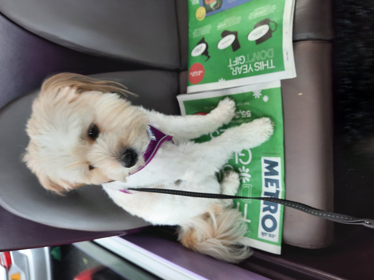 lolathemorkie's tweet photo. Another bus ride today. Dad put the papers down because of my wet paws #bus #dogsonbuses https://t.co/LQYPAdeBcr