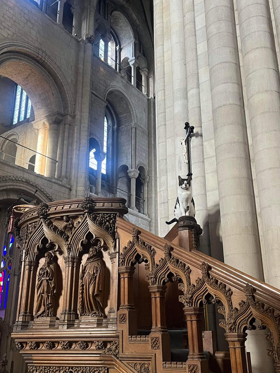 BudgeofNorwich (@budgeofnorwich) on Twitter photo Doing my bit for the ‘Look up’ Family day here <a href="/Nrw_Cathedral/">Norwich Cathedral</a> (and doing my best to stay out of the way of small people). Doing my bit for the ‘Look up’ Family day here <a href="/Nrw_Cathedral/">Norwich Cathedral</a> (and doing my best to stay out of the way of small people).