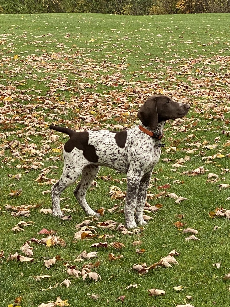 Chad Adamson tweet media