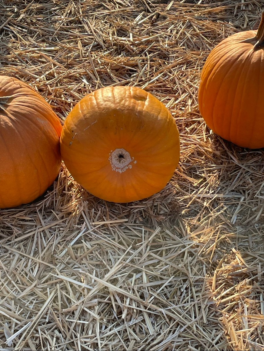 Great. Now I’m hard at this pumpkin patch.