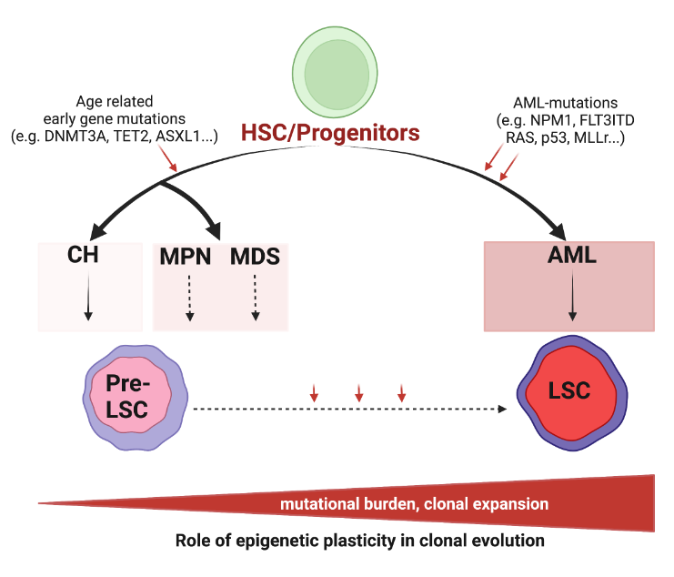 Scientists discuss the key principles of deregulation of epigenetic processes that shape #leukemia stem cells' evolution.

📚 shorturl.at/akV26