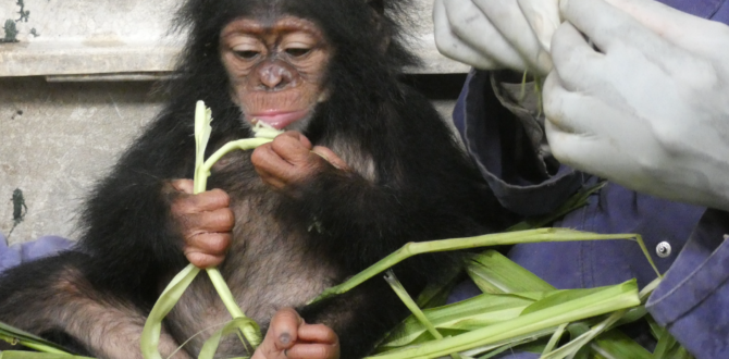 Casualties of Illegal Wildlife Trade: Story of Rescued Baby Chimpanzee.

Wildlife in Cameroon is at the mercy of poachers but a wildlife sanctuary is helping to take care of rescued wildlife.  

Read more: voiceofnaturenews.info/casualties-of-… 

#IllegalWildlifeTrade, #RescuedChimpanzee