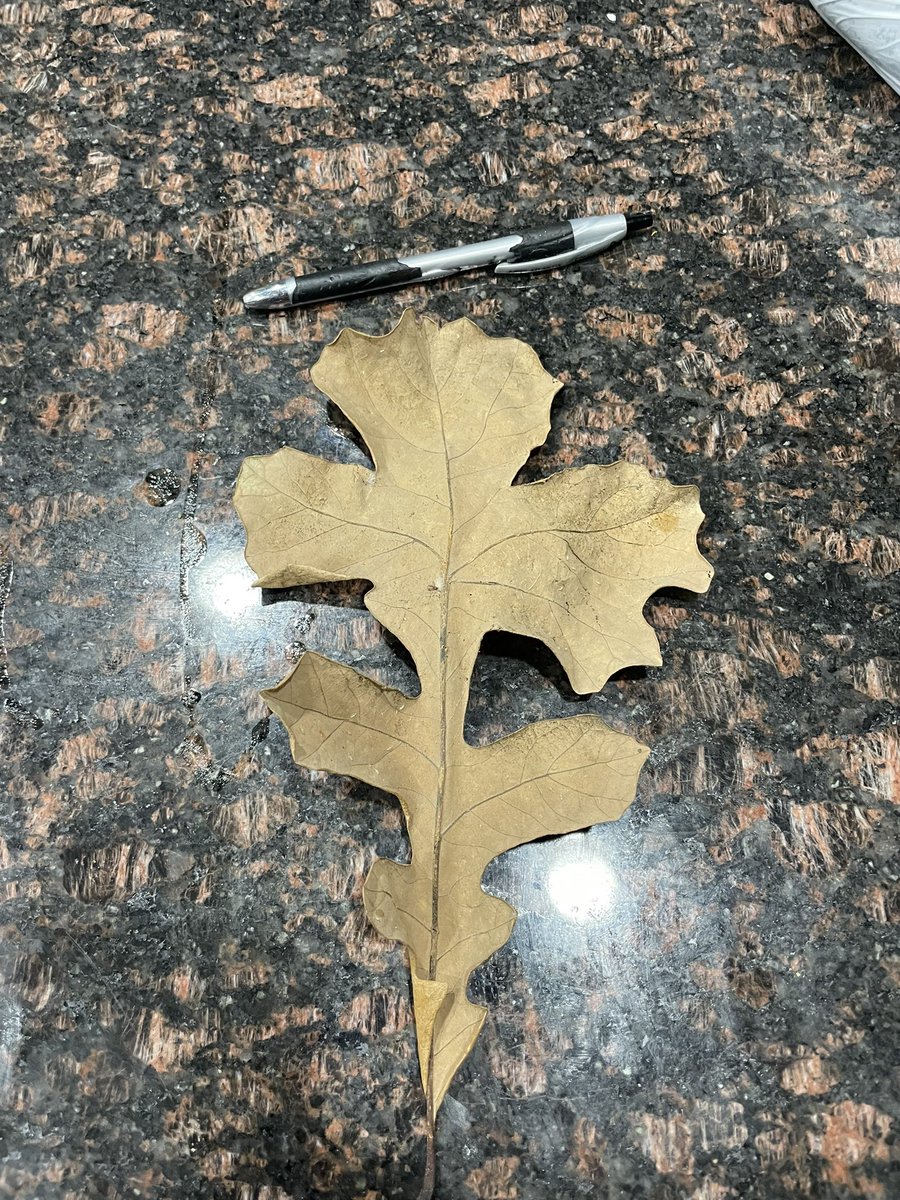 TheWXStore's tweet photo. My son brought this beautiful North Texas fall leaf home. π #dfwwx #fall #leafpeepin #wxtwitter https://t.co/voQQyvYv1n