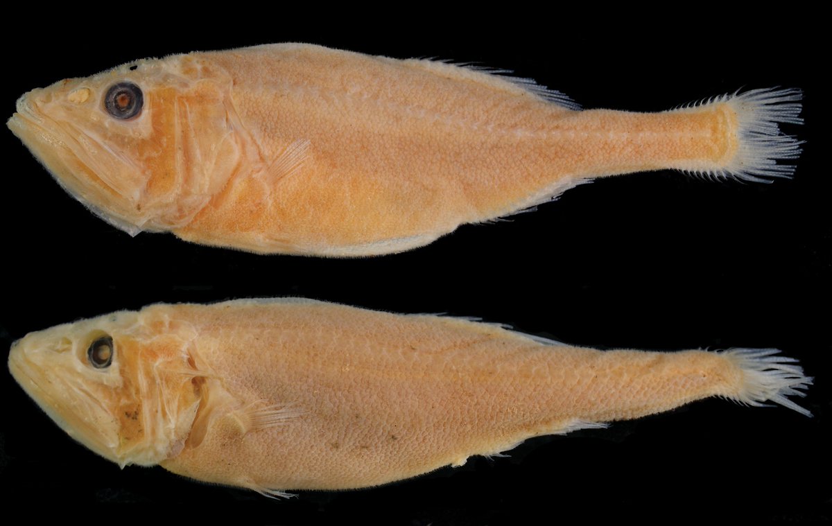 ZooKeys_Journal's tweet image. A rare spiny-scale pricklefish, Hispidoberyx ambagiosus, is redescribed based on four specimens collected from Taiwan: doi.org/10.3897/zookey…

#biodiversity #ichthyology #taxonomy @otolith_lin