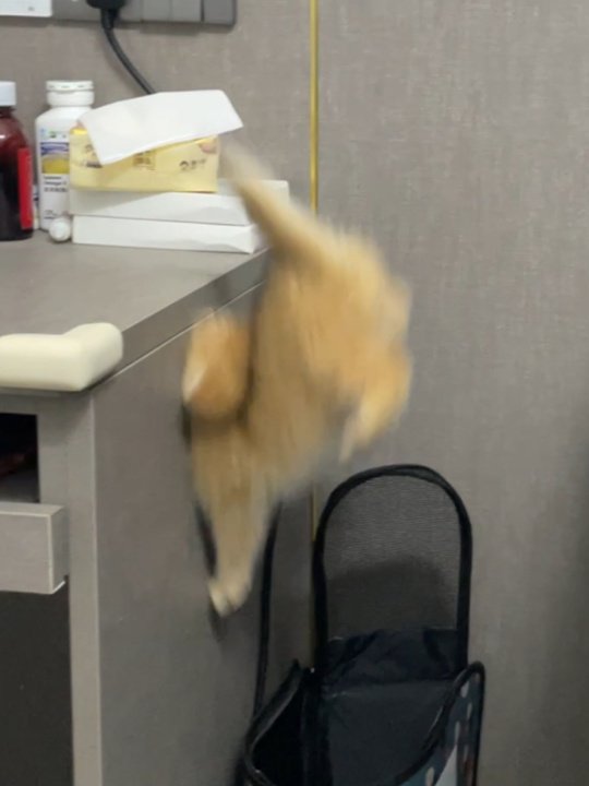 TomksCe's tweet photo. @ShouldHaveCat @ShouldHaveCat Poor cat 😿😿 https://t.co/2YWt0qztFj