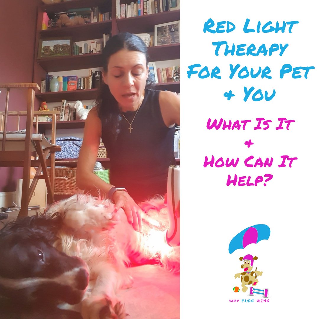 Flytiki's tweet photo. My dog Evelyn had her spleen removed last week and red light therapy is a pivotal part in her recovery. 

https://t.co/XHAiqINqWc

Comment below for a 10% PROMOCODE on a Photizo redlight therapy device! #redlighttherapy

#caninearthritis #caninearthritismanagement https://t.co/DfGJ3A3G5C