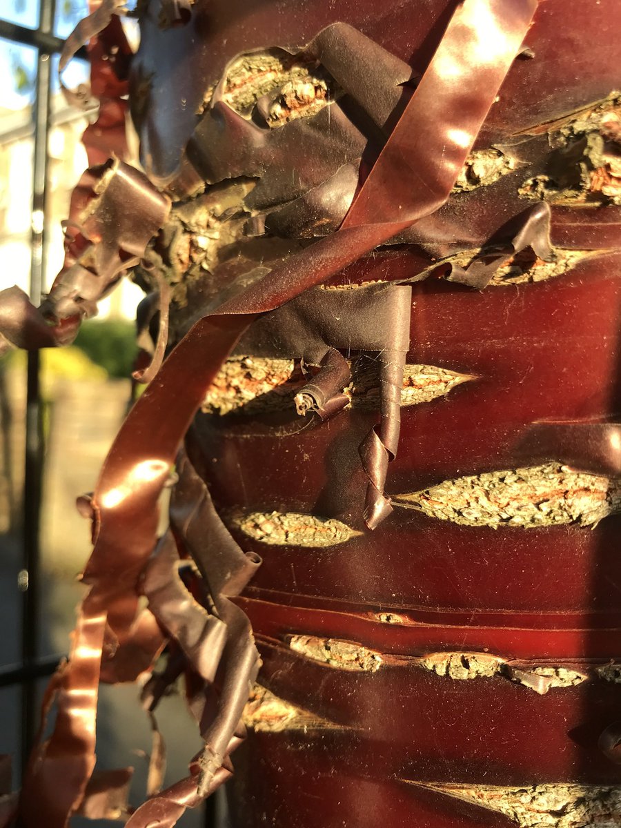 treeruss's tweet photo. Tibetan Cherry bark in autumn sunshine ☀️
#Prunusserrula
#CherryBark
#TibetanCherry
#TreeBark
#TreeBeauty https://t.co/FGJeALuFvI