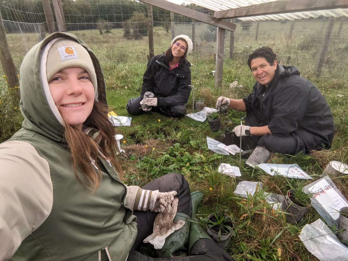 Today I joined @MariGliesch and @Leo_Hinojosa_S on the field to collect 120 samples from their drought experiments; it was a lot of work but also a lot of fun! 🌱🌧️