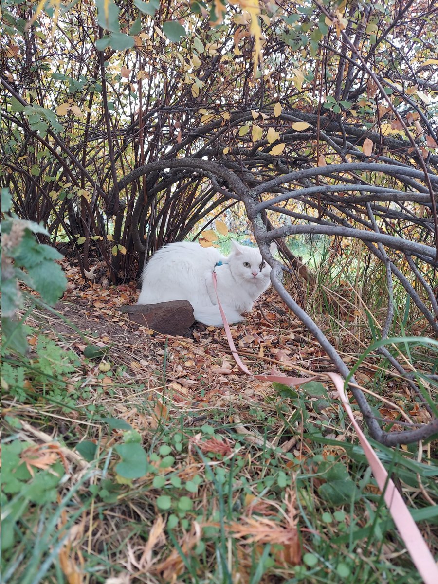Bad_Babette's tweet photo. Wel I am undre this Bush an yes I am Pist Off on accoumt of AirePlane (loud) ruin mine outdoor Time https://t.co/FVegDOpXhu