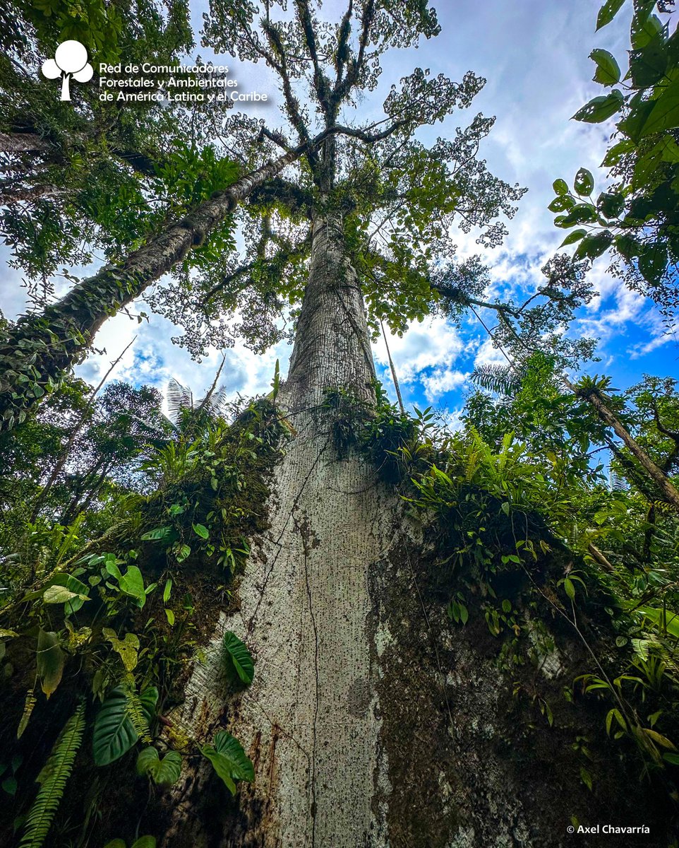 La #Ceiba 🌳 

Árbol sagrado de los mayas, uno de los más grandes de América tropical.
Su altura llega entre los 20 y 40 metros. Se han encontrado ejemplares hasta 70 metros. 1955, en Guatemala 🇬🇹, se declaró a la ceiba árbol nacional.
F.:goo.su/XJcUS7
Axel Chavarría 📸
