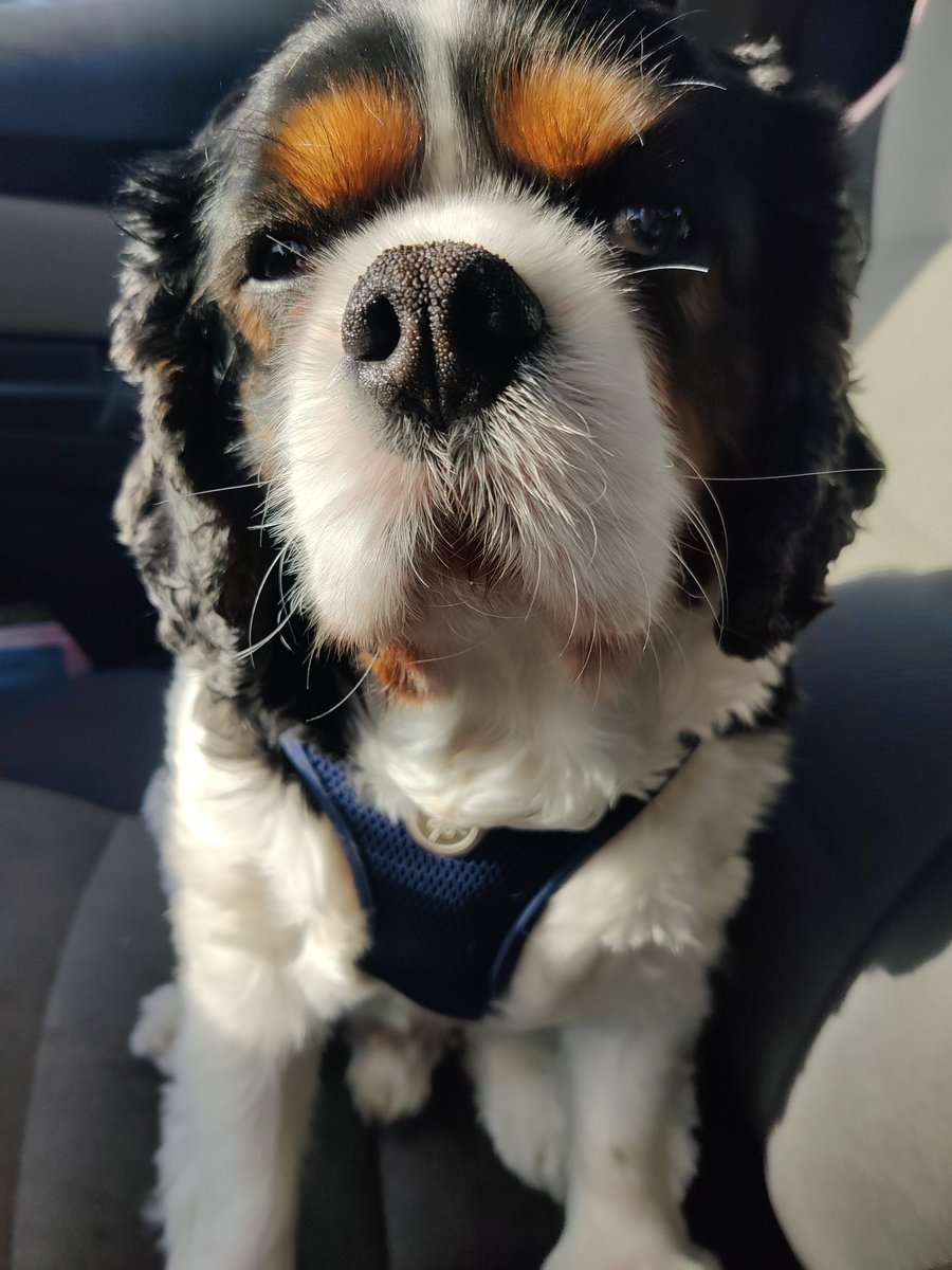 RDFIII's tweet image. I was today years old when I paid for something by tapping my phone (dog walk turned into a car ride and I didn't have my wallet on me, so I set my CC up in the parking lot instead of driving home). #technology #quickthinking #semi-lazy #farts