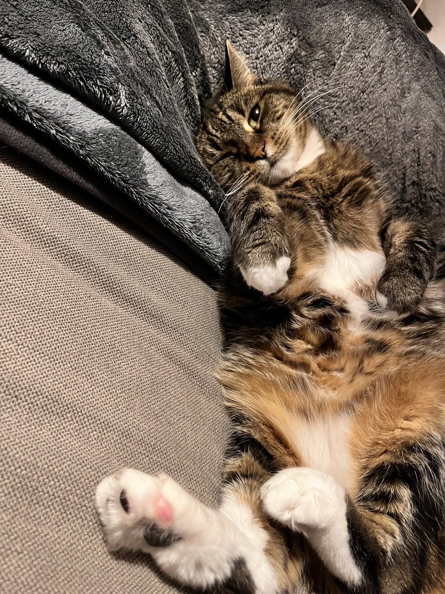 SebbelSebb's tweet image. Guck wie süß ich bin 😍🥰😂