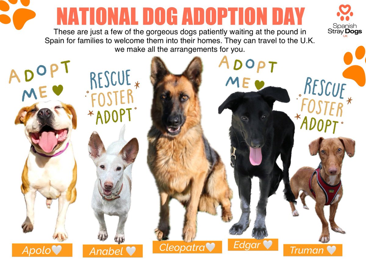 spanishstray's tweet photo. 🥳 NATIONAL DOG ADOPTION DAY 🥳

Day exists to promote fantastic benefits of adopting a dog. 

There isn’t better day to do it than National Dog Adoption Day!

Pictured are few of dogs at pound in Spain.

https://t.co/QMsKBDC7hx

https://t.co/d4pslSlY6I

 #nationaldogadoptionday https://t.co/3rPiOC5vx1