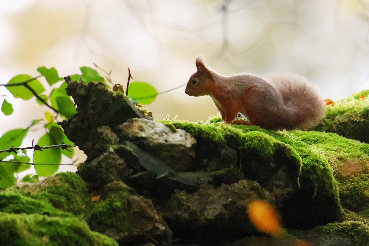 terrybnd's tweet photo. I’m told this precious red cutie I saw at @FSCBlencathra today is called ‘Acorn’. Nice name innit 😊🍂🐿️ Once I finished my shift I heard then spotted Acorn dancing about the woodland floor foraging. So, I sat down and watched the gorgeous creature for about 20mins #LakeDistrict https://t.co/dQfAH7g6M9