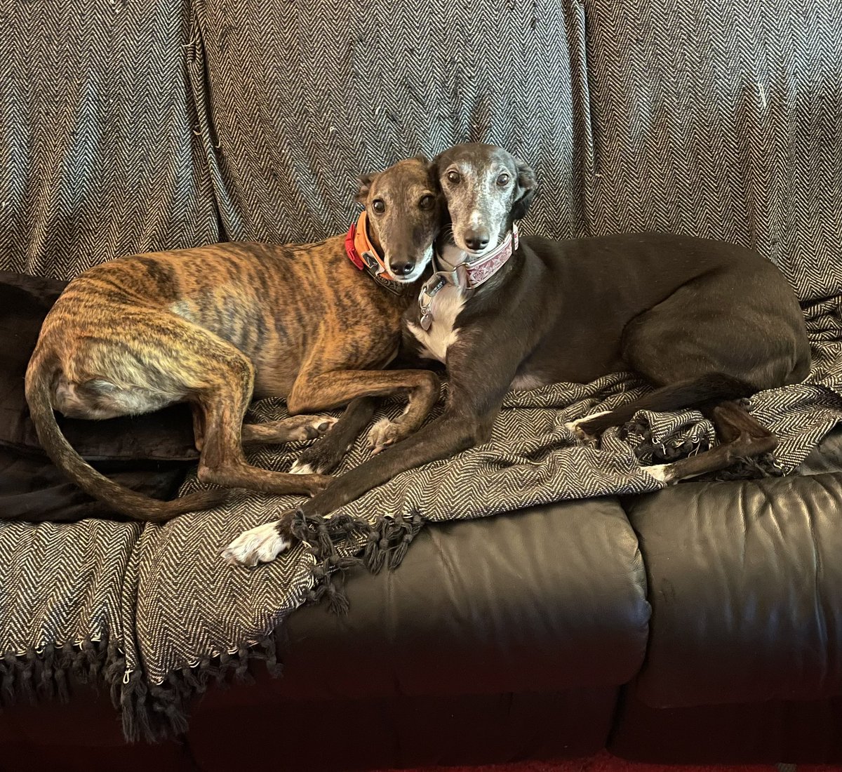 Zara The Greyhound tweet media