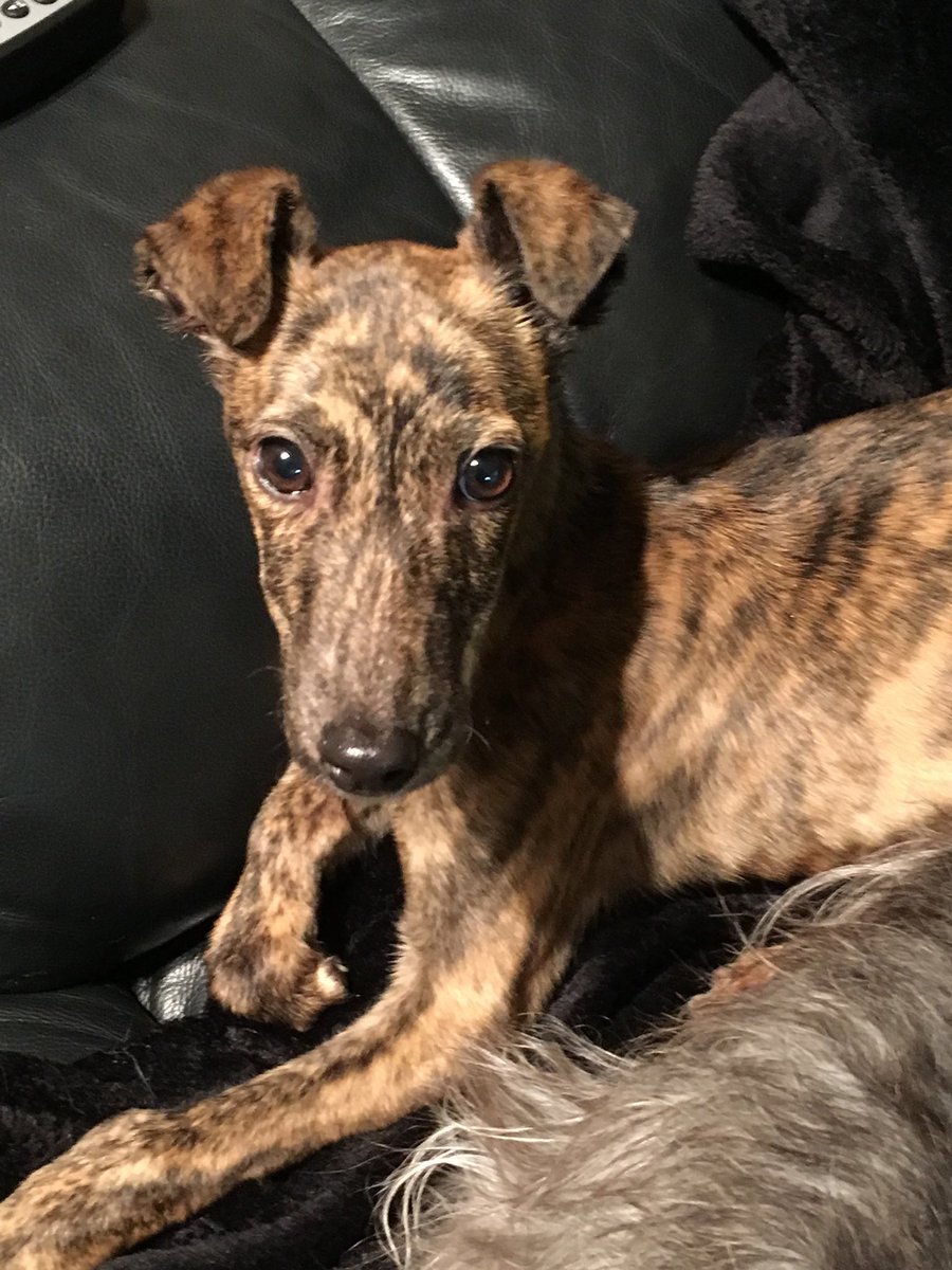 Zara The Greyhound tweet media