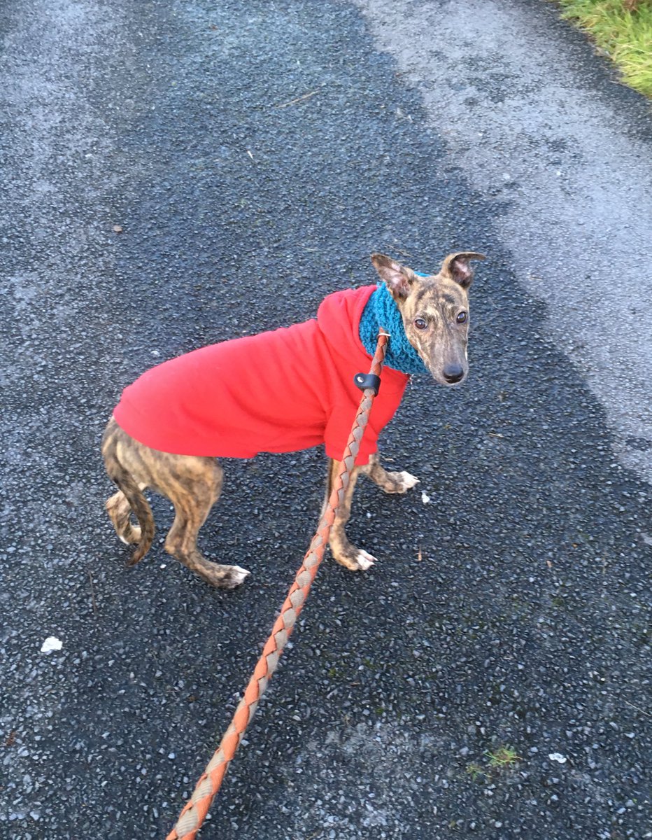 Zara The Greyhound tweet media