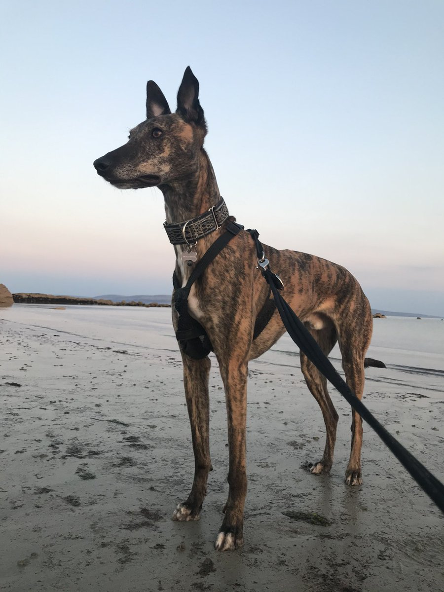 Zara The Greyhound tweet media