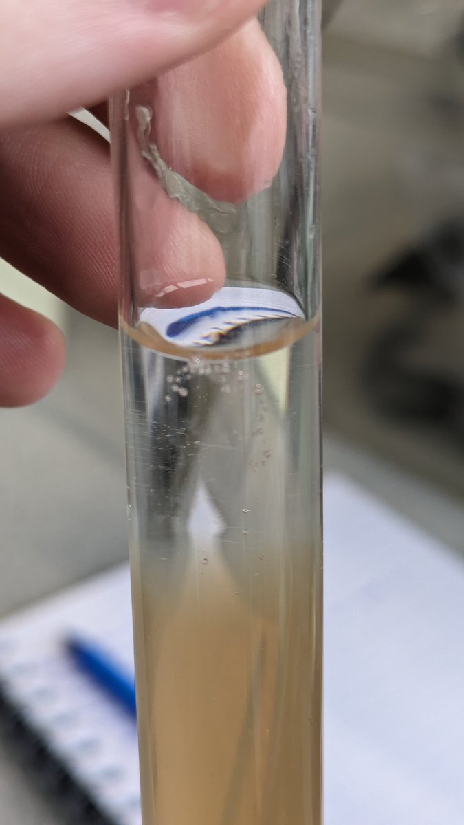 Observed my S3 class extracting DNA from bananas. Turns out plums also work for this practical too!