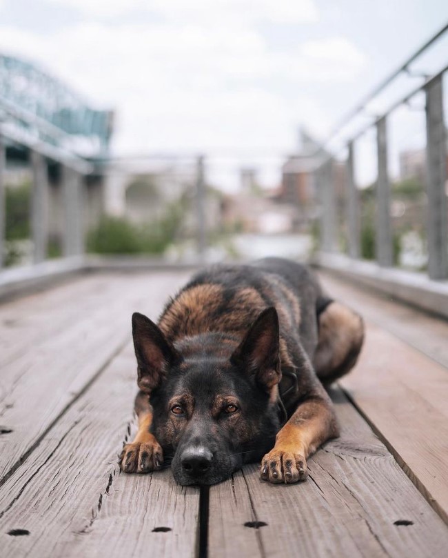 xdogworld's tweet photo. 🥰📷📷📷#dog, #dogsofinstagram, #doglife, #dogs, #doglovers, #dogoftheday, #dogmom, #doglove, #dogmodel, #dogsitting, #dogtraining, #dogstagram #dogsofinstaworld, #dogofinstagram, #doggrooming, #dogslife, #dogs_of_instagram, #doggy, #dogsofig, #dogsofinsta, https://t.co/LwCNIe4Zl1