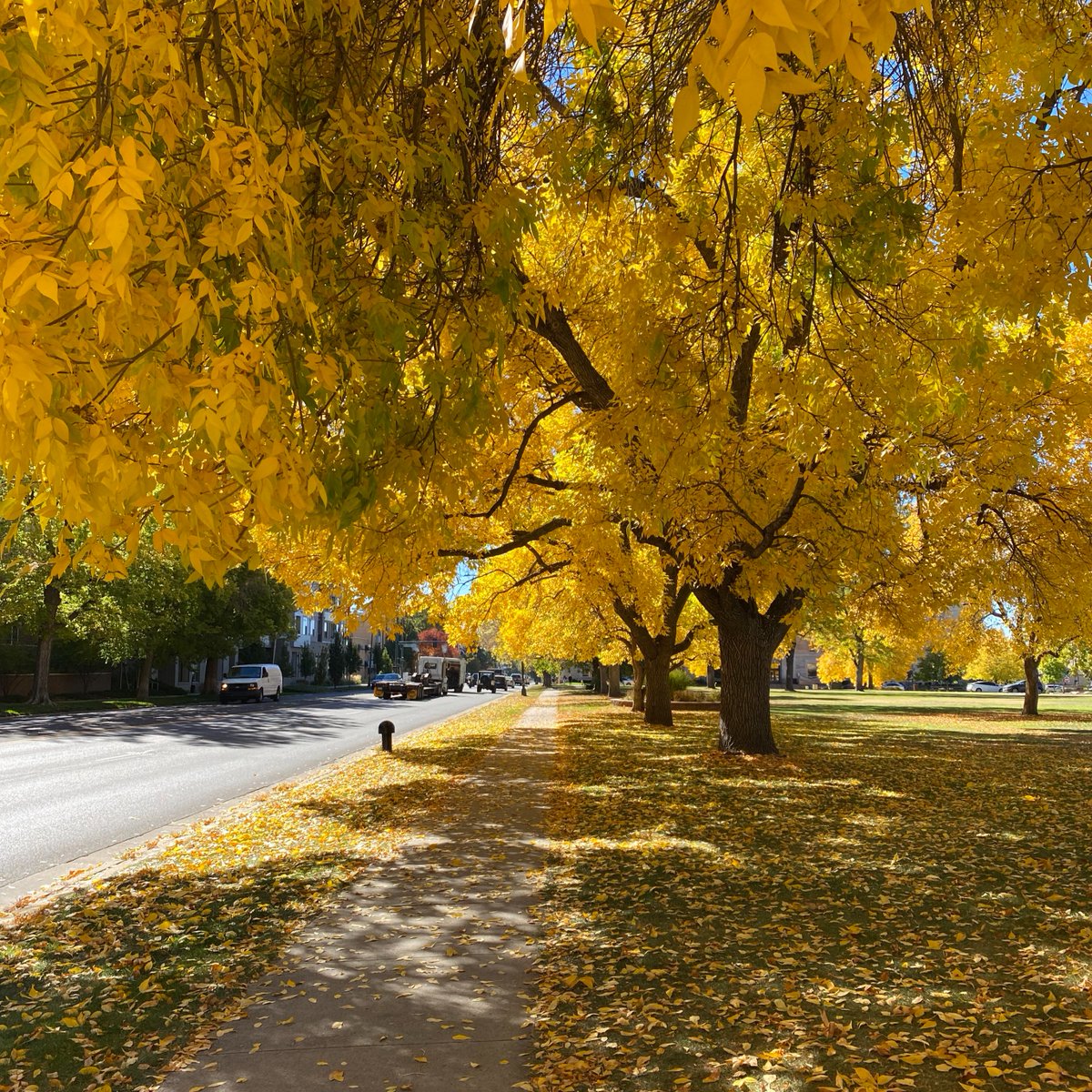 The colors on campus have been unbe-leaf-able lately! 🍂 

#UniversityofDenver #FallInColorado