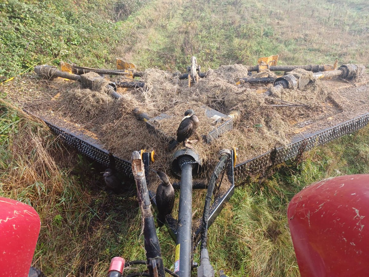 Iceni Bird Monitoring Group (@birdiceni) on Twitter photo In the mist these three juvenile Shags appeared on the moving farm topper whilst in use at Deepdale Farm, Norfolk today, taken by the tractor driver @NorfolkNats <a href="/britishbirds/">British Birds</a> <a href="/_BTO/">BTO</a> <a href="/TheSeabirdGroup/">The Seabird Group</a> In the mist these three juvenile Shags appeared on the moving farm topper whilst in use at Deepdale Farm, Norfolk today, taken by the tractor driver @NorfolkNats <a href="/britishbirds/">British Birds</a> <a href="/_BTO/">BTO</a> <a href="/TheSeabirdGroup/">The Seabird Group</a>