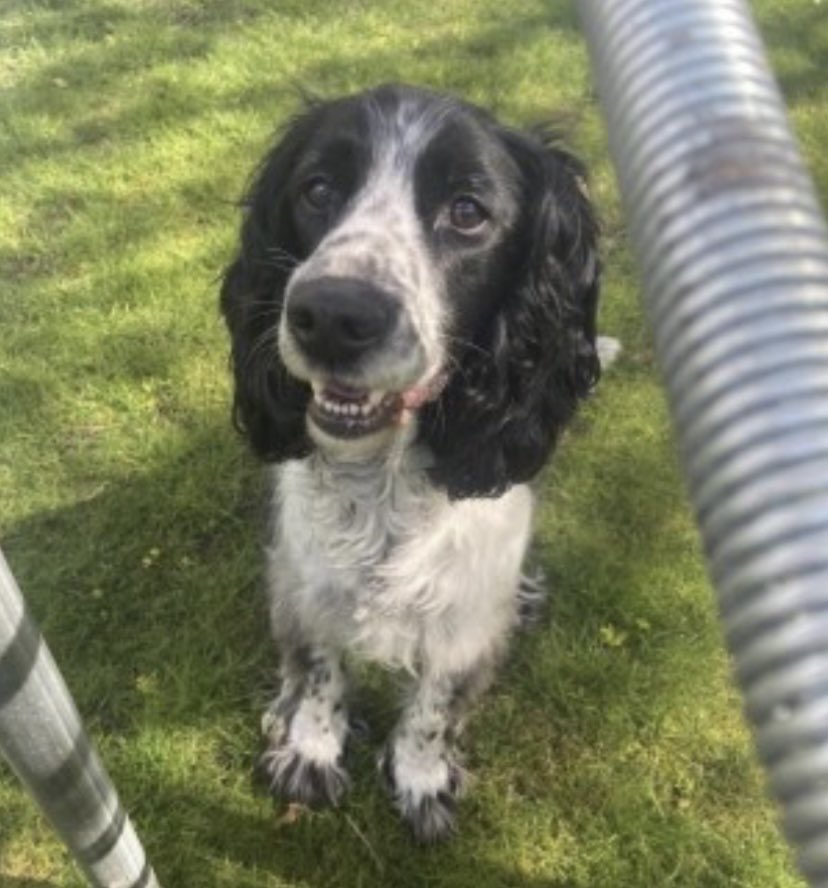 #SpanielHour 

DIGBY A 12YEAR OLD #ESS B&W WENT MISSING 15/4/23 
Chipped&neutered 
Missing #Banham #NORFOLK #NR16 

doglost.co.uk/dog-blog.php?d…

@banhamzoo @NorfolkWiddy @BBCNorfolk @NorfolkLive_ @NorfolkLibs @RachaelB100 @JacquiSaid @BryantDjbryant @LisaClareRead2 @juliagarland73