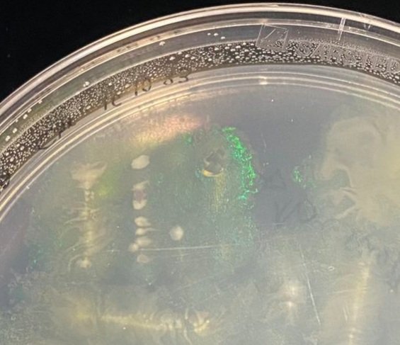 Panagiotis Sarris tweet media