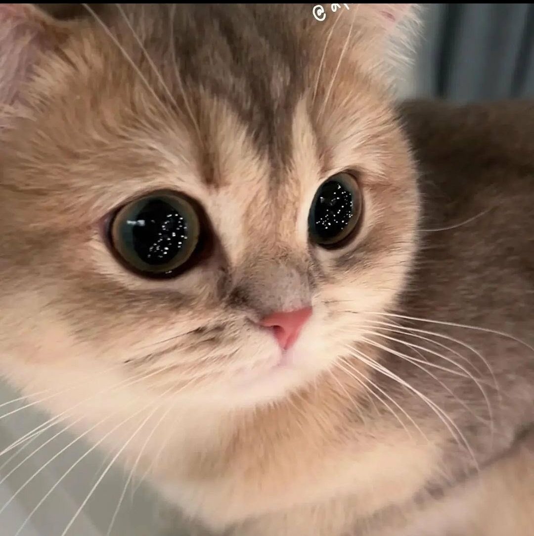 Look at those eyes! 🖤