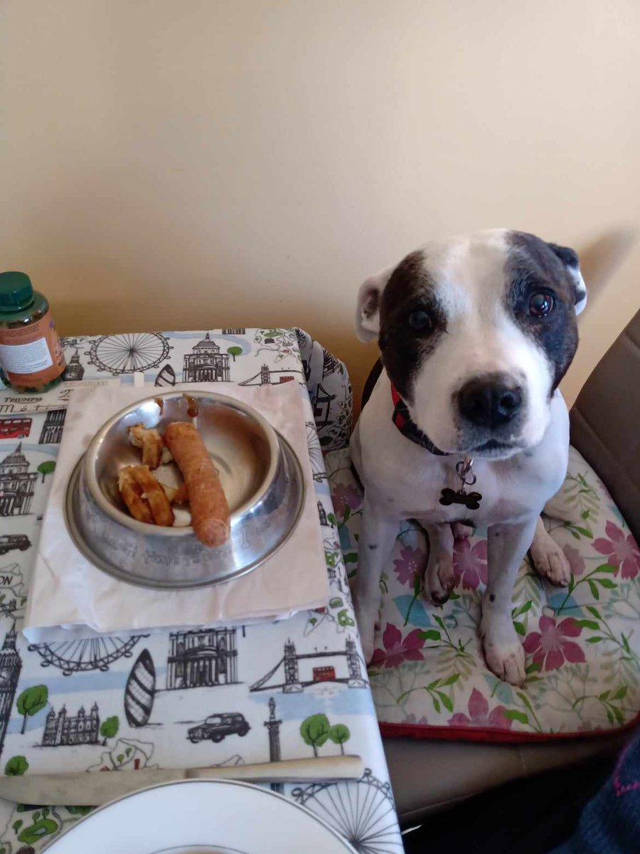 Tubby Custard would like you to purchase his children's book. Every copy sold helps raise vital funding for The Senior Staffy Club. If you like this photo of Tubby Custard, his book has 30 lovely photos of him.inside it. 
Buy your copy from:
seniorstaffyclub.co.uk