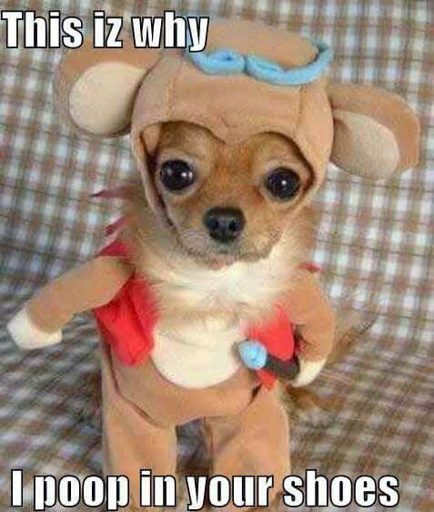 Paws_perfect_KC's tweet photo. Although it is so fun to dress our pets up, remember these safety tips:
🎃make sure the costume does not obscure 
🎃check for potential tripping hazards
🎃don't block nose or mouth
🎃if you see any signs of discomfort, remove costume ASAP
🎃closely supervise #HappyHalloween https://t.co/jzc9n4NZiI