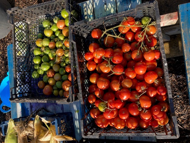Making red and green tomato chutney at  <a href="/GarddEnfys/">Gardd Enfys</a> today, there are so many deferent ways to preserve your surplus produce for the winter months, thank you Megan and Jamie for your help today #chutney #localproduce #winterfood #growyourownfood #reducefoodwaste #foodmiles