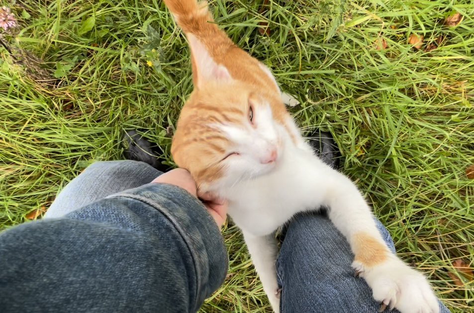 Bodacious the Shepherd Cat tweet media