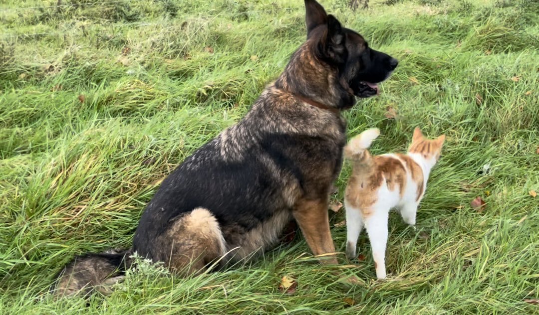 Bodacious the Shepherd Cat tweet media