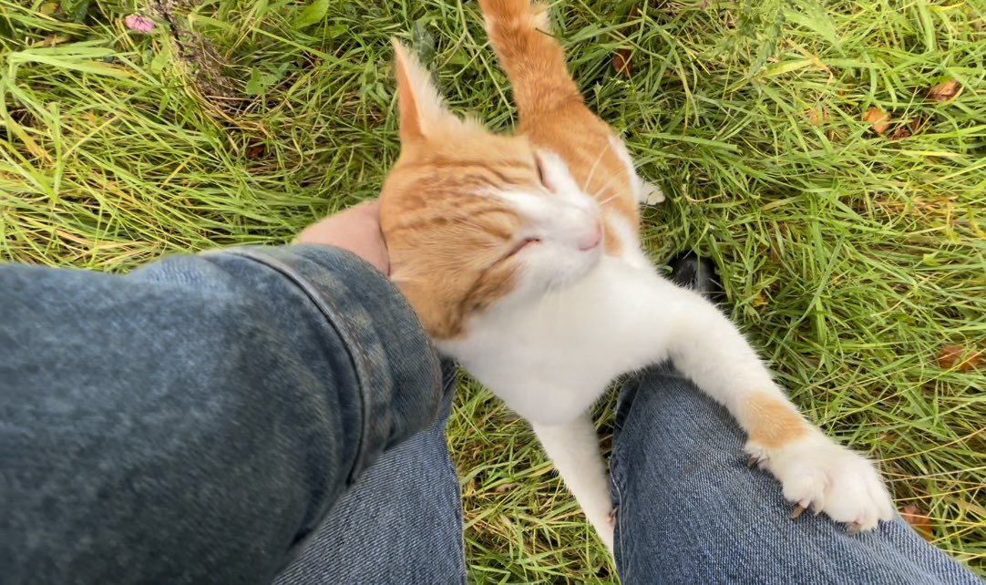 Bodacious the Shepherd Cat tweet media