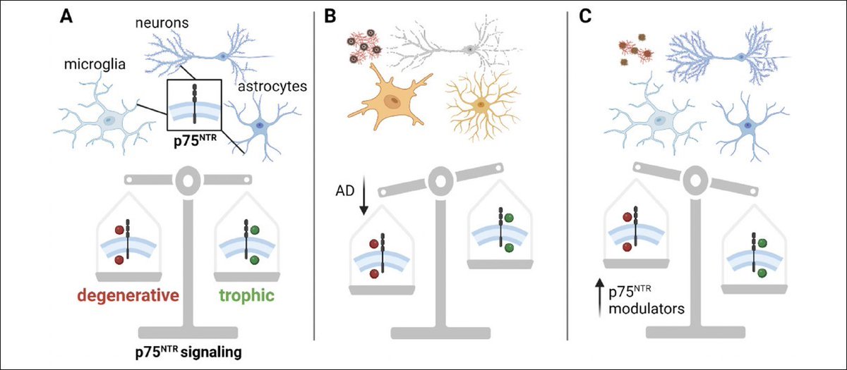 Integrative Neuroscience of Cognition and Aging (@inca_lab) on Twitter photo (part 2) <a href="/hayleyrcshanks/">Hayley Shanks</a> discusses the p75 neurotrophin receptor as a drug target for promoting neuronal resilience to Alzheimer's disease dx.doi.org/10.14283/jpad.…. With collaborators Frank Longo and Stephen Massa <a href="/StanfordMed/">Stanford Medicine</a> and an assist from @k8onuska. (part 2) <a href="/hayleyrcshanks/">Hayley Shanks</a> discusses the p75 neurotrophin receptor as a drug target for promoting neuronal resilience to Alzheimer's disease dx.doi.org/10.14283/jpad.…. With collaborators Frank Longo and Stephen Massa <a href="/StanfordMed/">Stanford Medicine</a> and an assist from @k8onuska.