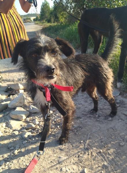 Pro_Ani_LaNucia's tweet photo. Cenit fue capturadp con la jaula trampa tras tiempo abandonado en el campo, iba siempre con Halloween.
Es pequeñito, menos de 10 kgs, y muy bueno, tanto que el pobre se lleva bocados de los machos más fuertes. 
Nos enamora a todos, pero él lo que necesita es una familia. https://t.co/wXMAdvTU42