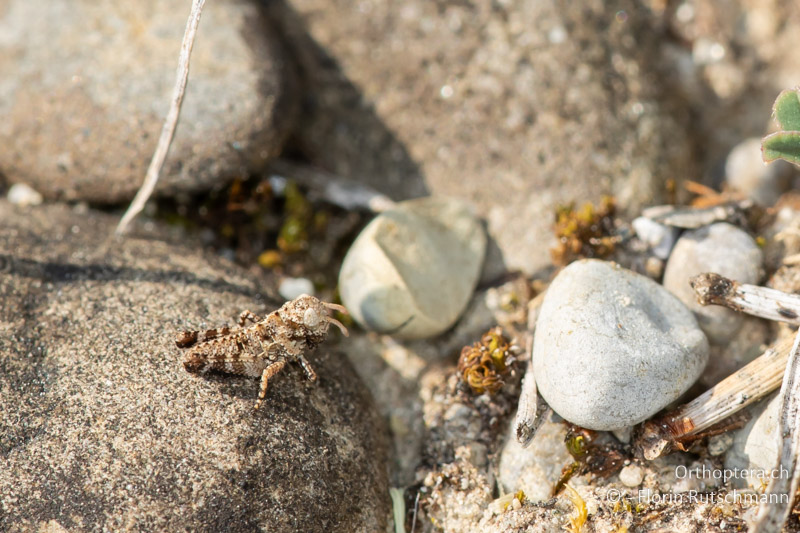Wir konnten wieder ein abwechslungsreiches Programm für die Heuschrecken-Tagung vom 4. November in Bern zusammenstellen.

Weitere Infos und Anmeldung unter:
orthoptera.ch/orthopteren-gr…

#Heuschrecken #insect #Orthoptera #Switzerland