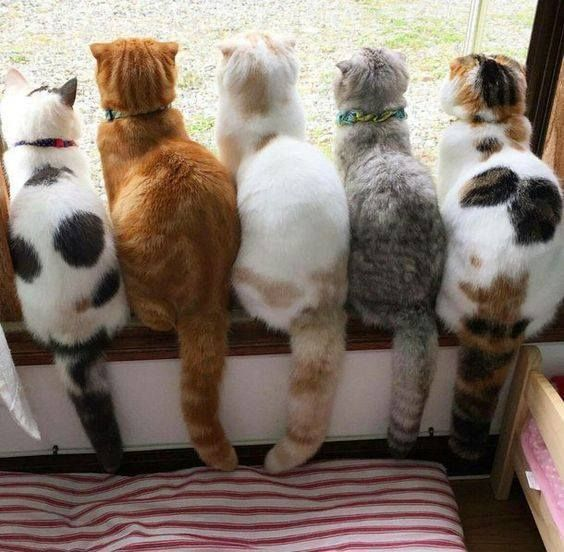 ElizabethRadcl5's tweet photo. Before Beyonce, J-Lo and Kylie we had these guys xxx #beautifulbooty #kittytwitter π₯°π₯°π₯°π₯°π₯° https://t.co/TnfCUesETS