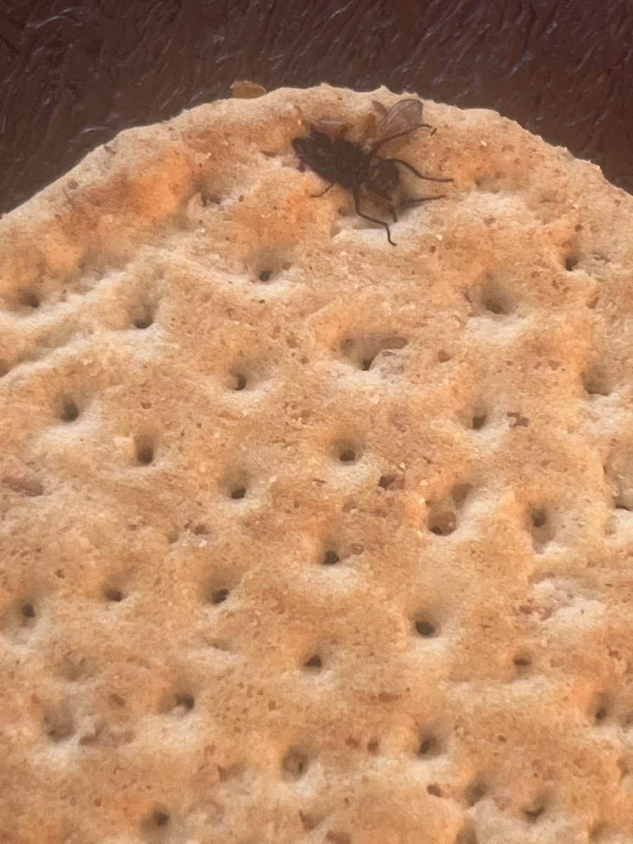 Jodes_87's tweet photo. This squashed dead fly was glued onto my daughters lunchable cracker #disgusting 🤢
@Dairylea https://t.co/Kha0XGrbFk
